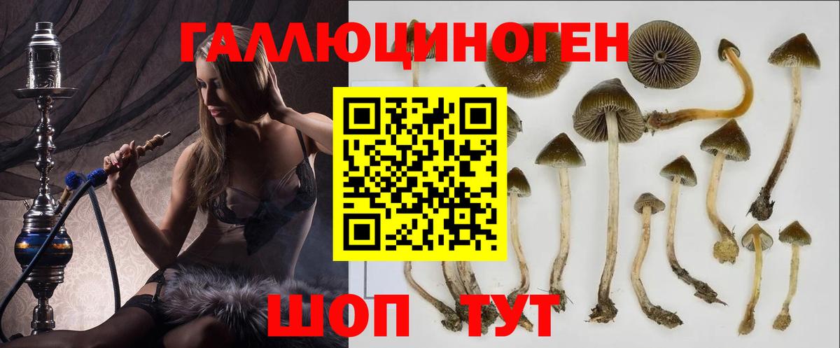 Галлюциногенные грибы Psilocybe Менделеевск